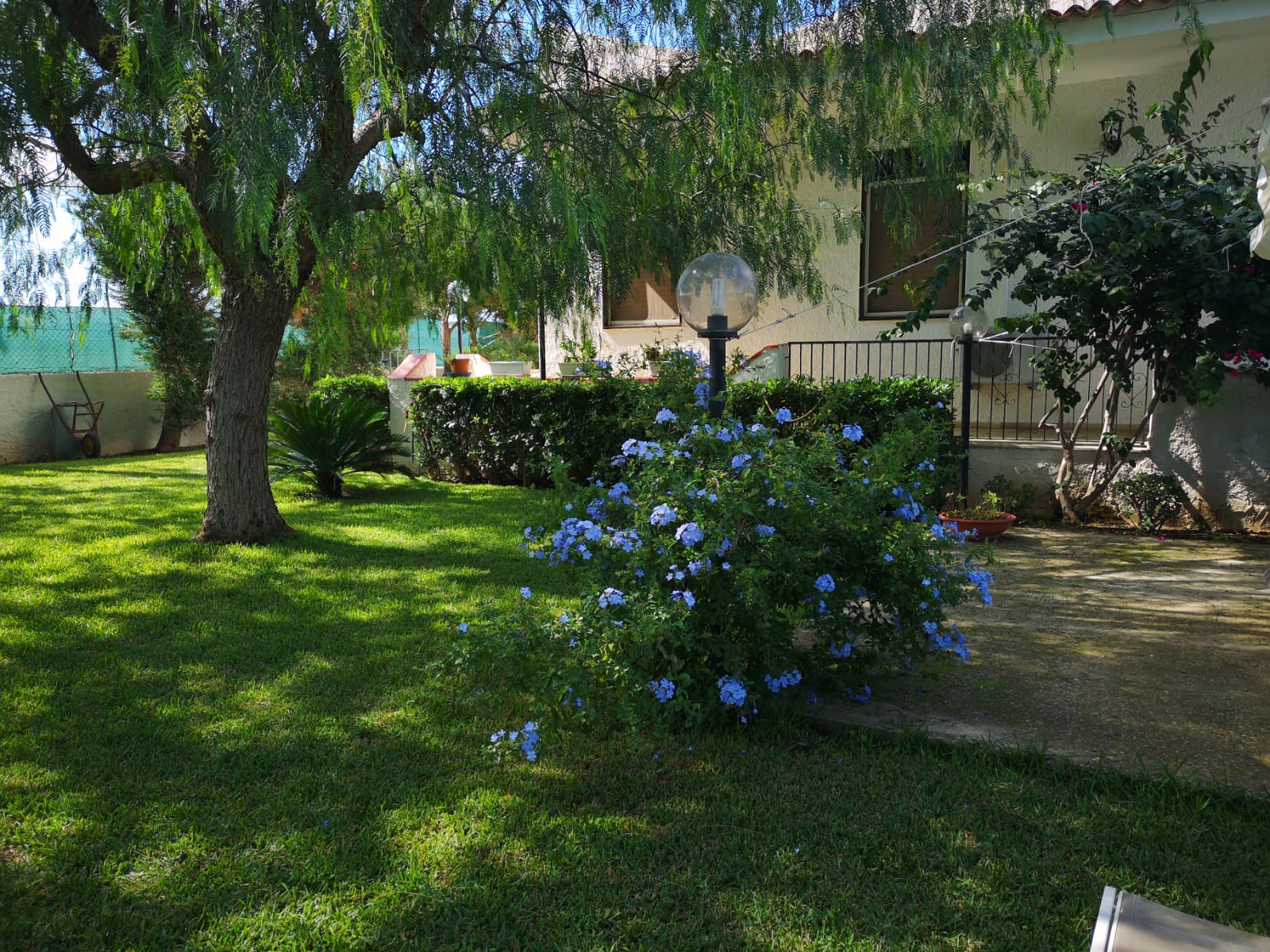 Giardino con piante di plumbago in fiore